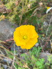 Мак голостебельный, или мак исландский микс (лат. Papaver nudicaule L.), 600 штук 