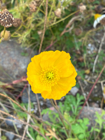 Мак голостебельный, или мак исландский микс (лат. Papaver nudicaule L.), 600 штук 