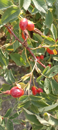 Шиповник донецкий бесшипный (лат. Rosa donetzica), семена