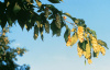 Хмелеграб виргинский, или Хмелеграб американский (лат. Ostrya virginiana), семена