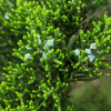 Можжевельник китайский (лат. Juniperus chinensis), семена