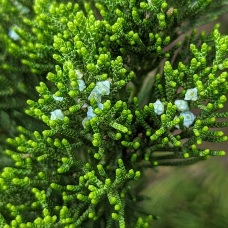 Можжевельник китайский (лат. Juniperus chinensis), семена