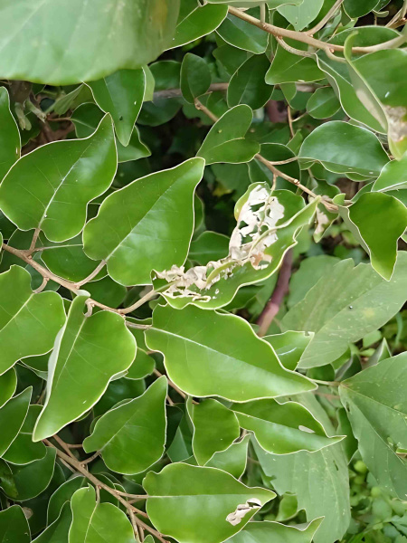 Лох крупнолистный (лат. Elaeagnus macrophylla), семена