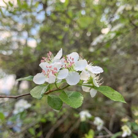Боярышник крупноплодный (лат. Crataegus aestivalis), саженец, 1 шт