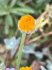 Календула лекарственная многолетняя (лат. Calendula officinalis), семена 50 шт