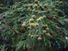Криптомерия японская Китаяма-Дей (лат. Cryptomeria japonica 'Kitayama-dai'), семена 0,2 грамма