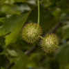 Платан восточный (лат. Platanus orientalis), семена