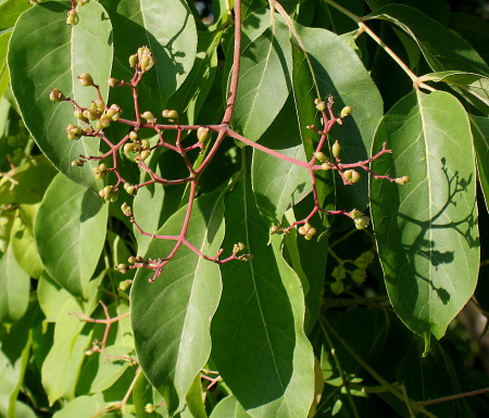 Эводия Даниэля пчелиное дерево (лат. Tetradium daniellii), 20 шт