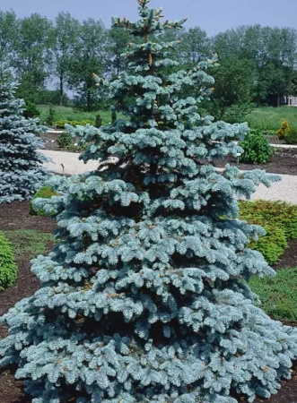 Ель колючая Хупси (лат. Picea pungens Hoopsii), семена