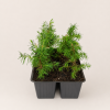 Можжевельник обыкновенный (лат. Juniperus communis), сеянцы, 6 шт