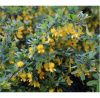 Карагана уссурийская (лат. Caragana ussuriensis), семена