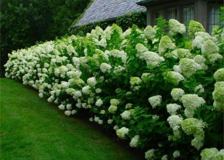 Гортензия метельчатая Лаймлайт (лат. Hydrangea paniculata 'Limelight')