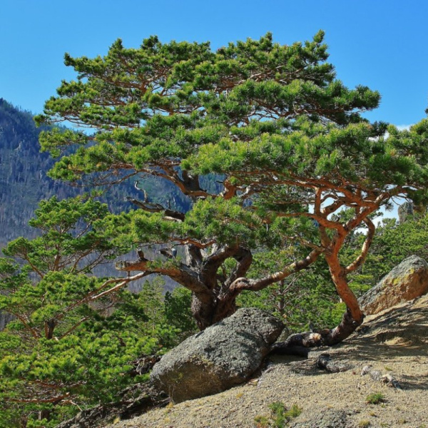 Сосна обыкновенная ф. монгольская (лат. Pinus sylvestris var.mongolica), семена