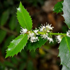 Падуб колхидский (лат. Ilex colchica), семена