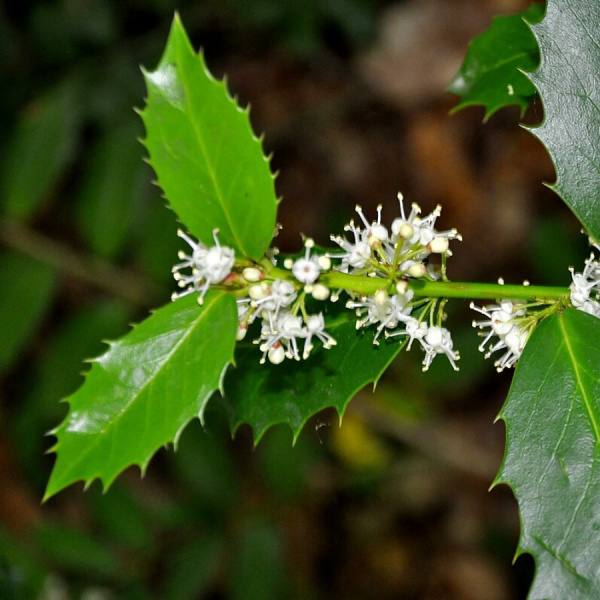 Падуб колхидский (лат. Ilex colchica), семена