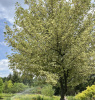 Клен полевой (лат. Acer campestre), семена
