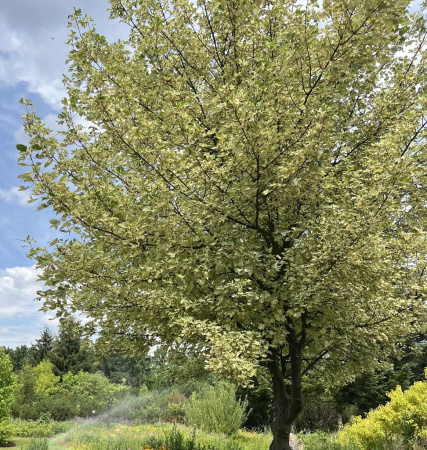Клен полевой (лат. Acer campestre), семена