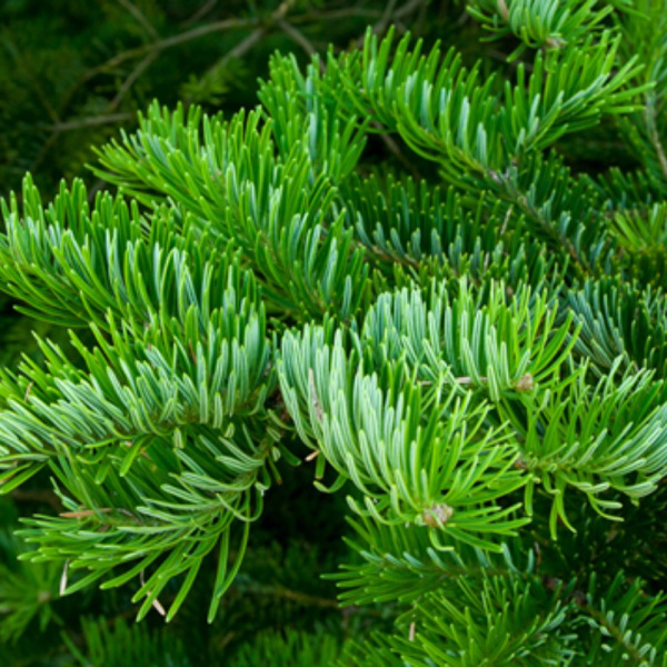 Пихта цельнолистная (лат. Abies holophylla) с зеленой шишкой, семена