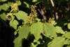 Клен колосистый (лат. Acer spicatum), семена