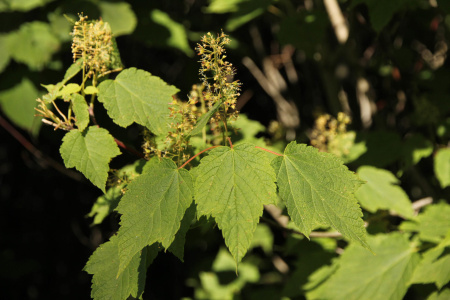 Клен колосистый (лат. Acer spicatum), семена