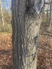 Дуб шарлаховый (лат. Quercus coccinea) 10 штук, семена