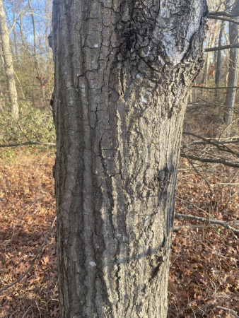 Дуб шарлаховый (лат. Quercus coccinea) 10 штук, семена