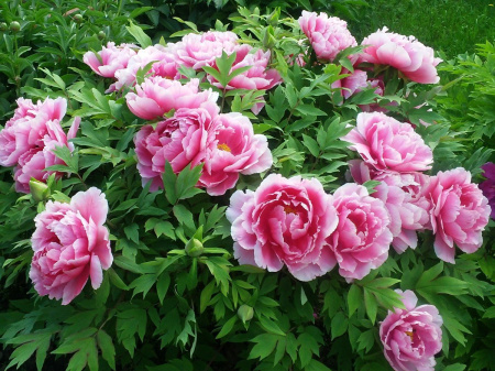 Пион древовидный (лат. Paeоnia suffruticоsa), семена