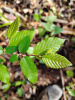 Граб каролинский (лат. Carpinus caroliniana), семена
