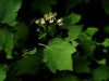 Пузыреплодник амурский (лат. Physocarpus amurensis), семена