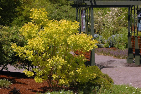 Скумпия кожевенная Голден Спирит (Cotinus coggygria 'Golden Spirit'), семена