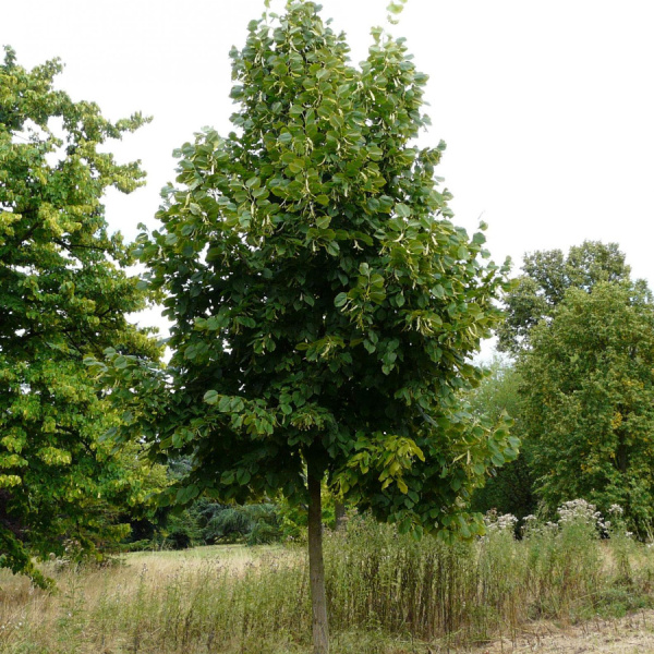 Липа кавказская (лат. Tilia caucasica), семена