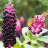 Лаконос американский, или Фитолакка (лат. Phytolacca americana), семена