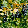 Барбарис продолговатый съедобный (лат. Berberis oblonga), семена