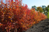 Боярышник перистонадрезанный (лат. Crataegus pinnatifida), семена