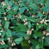 Лох Эббинге (лат. Elaeagnus × ebbingei), семена