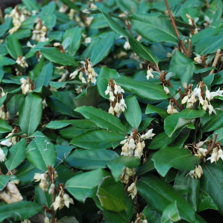 Лох Эббинге (лат. Elaeagnus × ebbingei), семена
