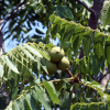 Орех черный (лат. Juglans nigra) 10 шт, семена