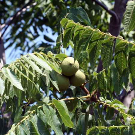 Орех черный (лат. Juglans nigra) 10 шт, семена