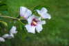 Гибискус сирийский (лат. Hibiscus syriacus) микс цветов, семена