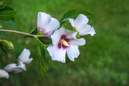 Гибискус сирийский (лат. Hibiscus syriacus) микс цветов, семена