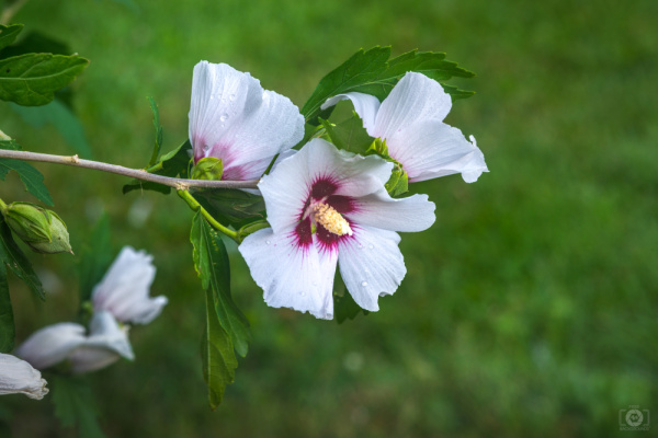 Гибискус сирийский (лат. Hibiscus syriacus) микс цветов, семена