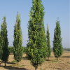 Дуб черешчатый пирамидальный (лат. Quercus robur `Fastigiata`) 10 шт, семена 