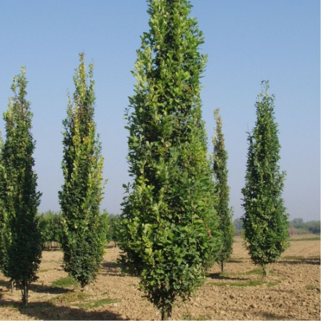 Дуб черешчатый пирамидальный (лат. Quercus robur `Fastigiata`) 10 шт, семена 
