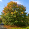 Дуб болотный (лат. Quercus palustris), семена 