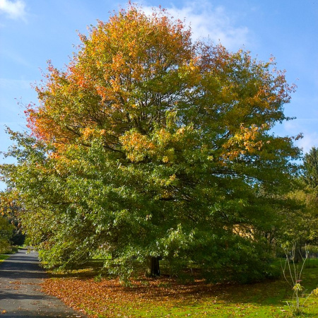 Дуб болотный (лат. Quercus palustris), семена 