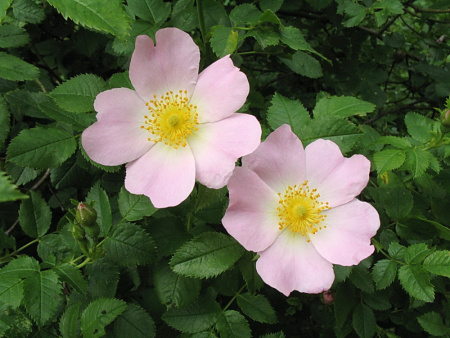 Роза степная, шиповник рыхлый (лат. Rosa laxa), семена