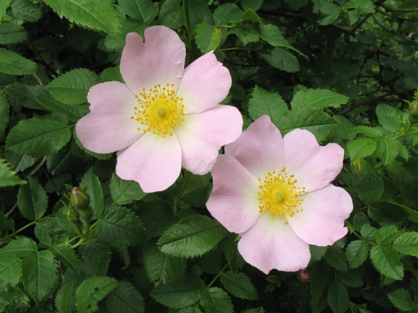 Роза степная, шиповник рыхлый (лат. Rosa laxa), семена