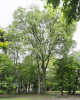 Каркас южный (лат. Celtis australis), семена
