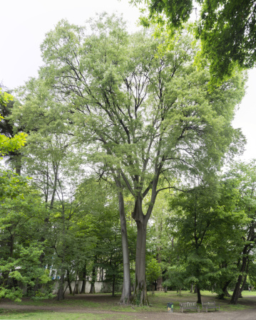Каркас южный (лат. Celtis australis), семена