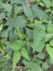 Клематис трехцветковый (лат. Clematis terniflora), семена 